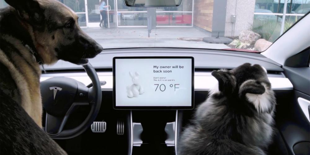 «Собачий» режим Tesla помог автомобилисту уйти от судебного преследования