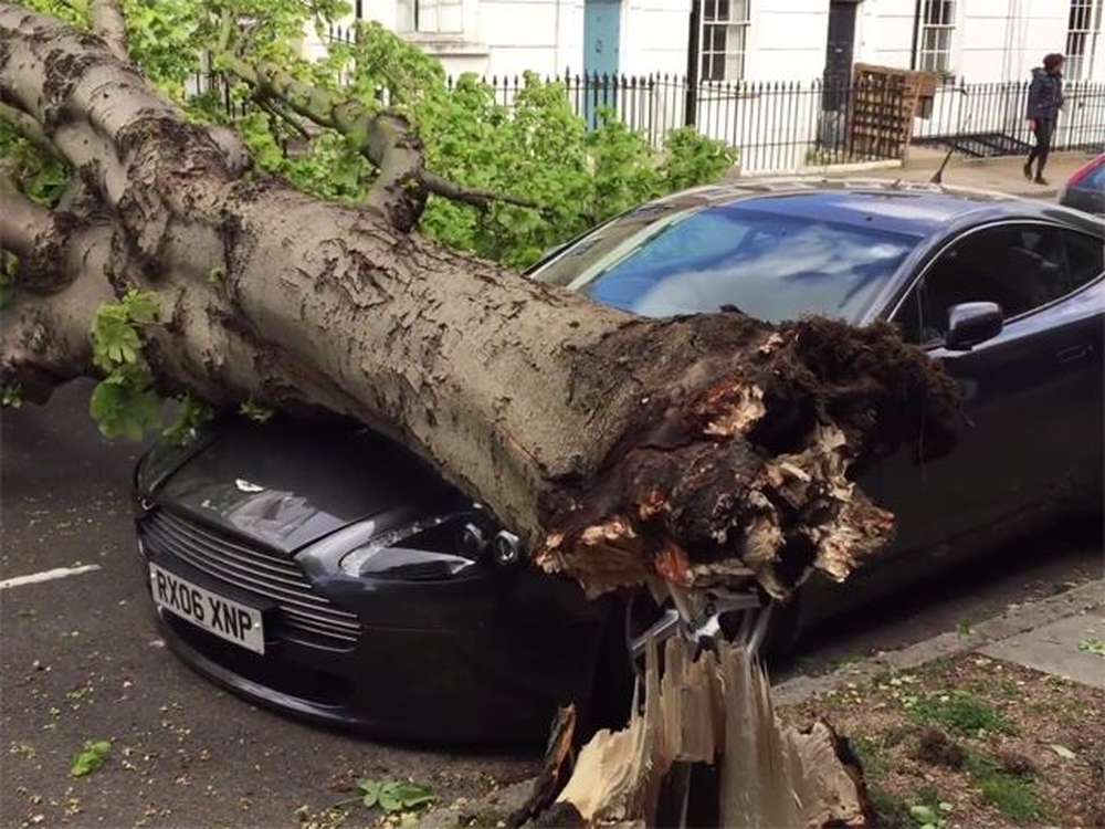Что произойдёт, если на Aston Martin свалится пятнадцатиметровое дерево