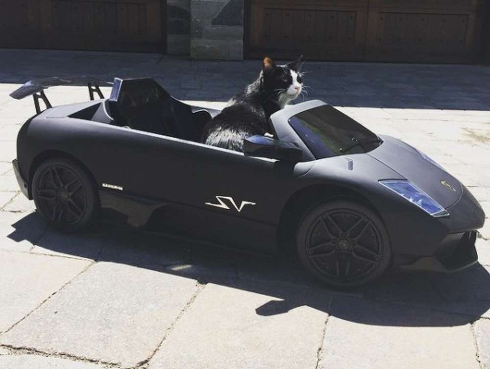 Канадский диджей купил мини-Lamborghini для кота