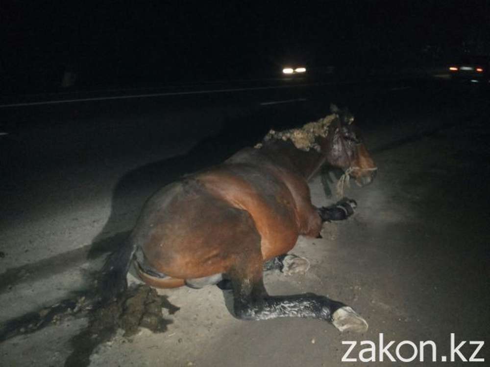 Выбежавшие на дорогу лошади спровоцировали аварию в Алматы