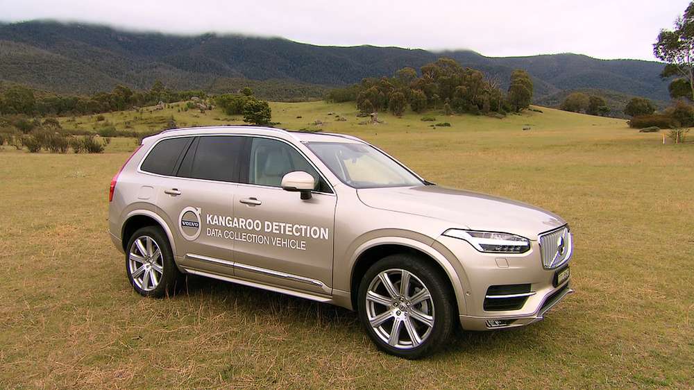 Автомобили Volvo научаться избегать аварий с кенгуру