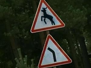 Под Петербургом в ДТП с мотоциклом погибли два человека и лось