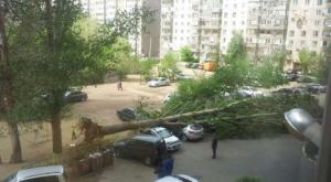 40-метровый тополь рухнул на припаркованные авто в Павлодаре 
