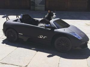 Канадский диджей купил мини-Lamborghini для кота