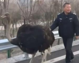 В Китае страус на оживленной трассе гонялся за грузовиком