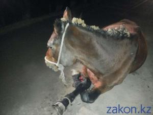 Выбежавшие на дорогу лошади спровоцировали аварию в Алматы 