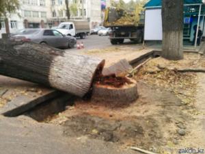 В Алматы спиленное дерево расплющило проезжавшую мимо машину