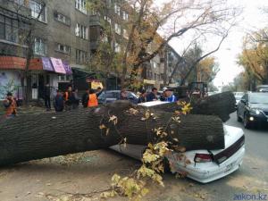 В Алматы спиленное дерево расплющило проезжавшую мимо машину