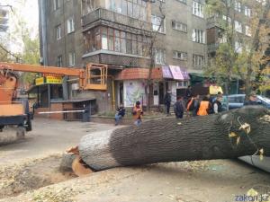В Алматы спиленное дерево расплющило проезжавшую мимо машину