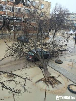 В Актау дерево упало на автомобиль с людьми 