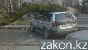 В Алматы на припаркованную машину упало дерево