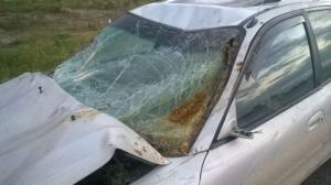 Автомобиль насмерть сбил лошадь на трассе Алматы-Талдыкорган 