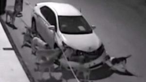Toyota Corolla стала жертвой нападения стаи диких собак