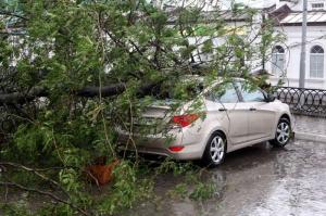 В Москве упавшее дерево повредило десять автомобилей