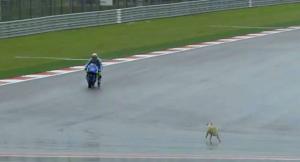 Первая практика MotoGP была приостановлена красными флагами из-за… собаки 