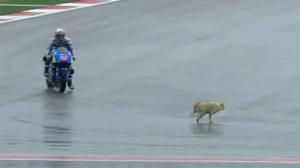 Первая практика MotoGP была приостановлена красными флагами из-за… собаки 