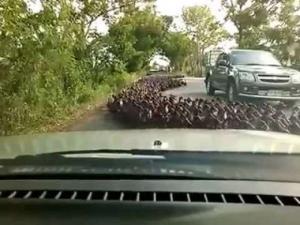 Сначала утки и утки: таиландец снял видео, как застрял в пути из-за тысяч бегущих навстречу птиц