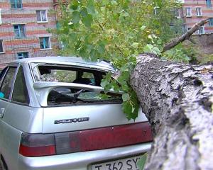 В Петропавловске от сильного ветра тополь упал на автомобиль