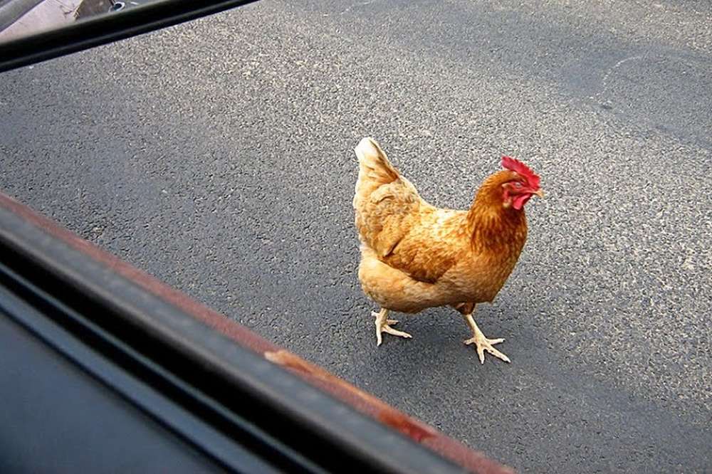 Видео куры бегают. Курица на дороге. Курей автомобиль. Курица бежит. Курочка в дорогу.