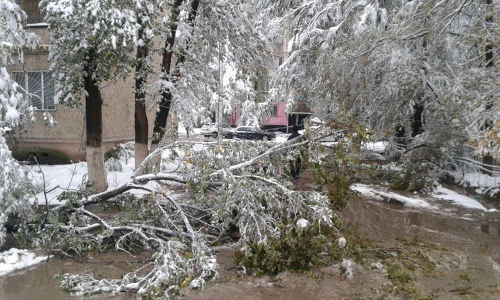 Упавшие деревья после снега повредили 7 авто в Таразе