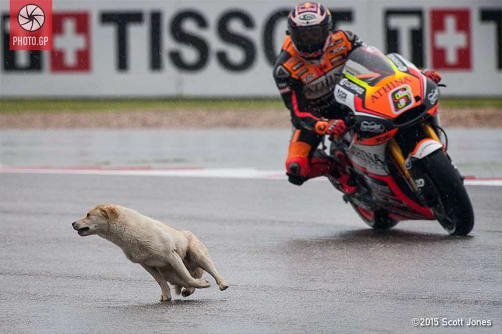 Первая практика MotoGP была приостановлена красными флагами из-за… собаки