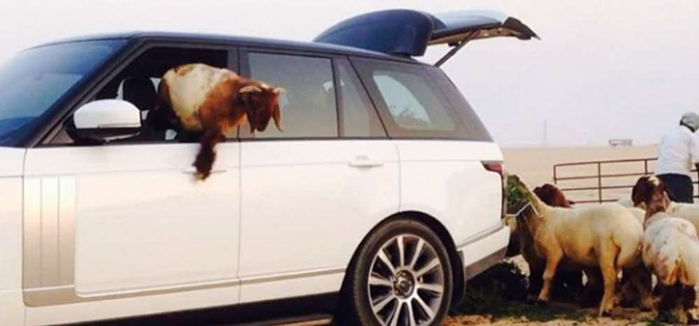 Салон Range Rover превратили в кормушку для овец